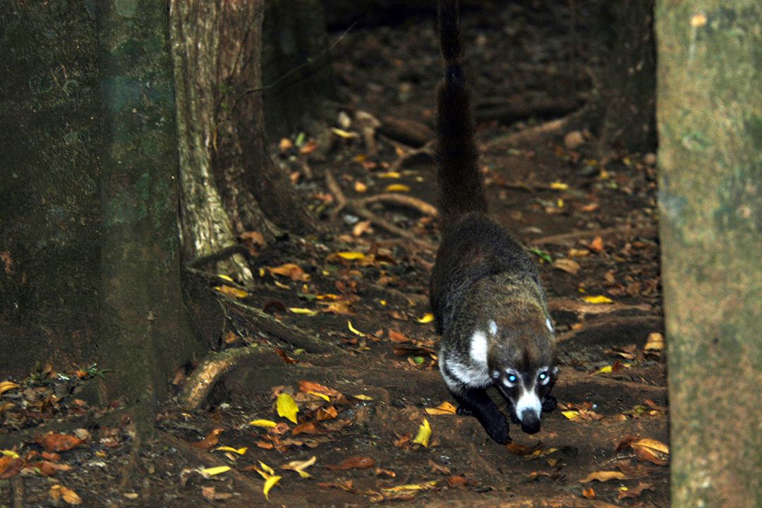 哥斯达黎加的动物群, 长鼻浣熊 (Coati)