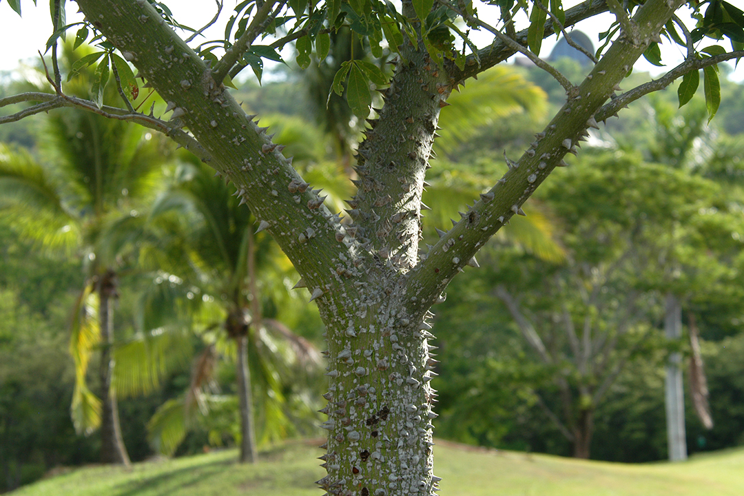 哥斯达黎加植物群, Pochote 树
