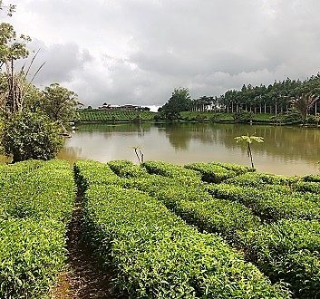Africa, Mauritius, Tea Plantation Factory and Museum of Bois Cheri