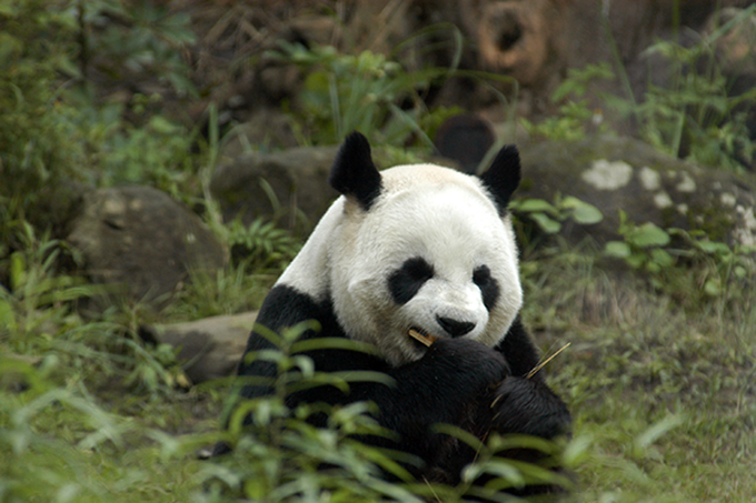 Taipei, Giant Pandas Feeding on Bamboo
