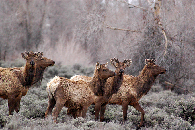 USA, Grand Teton National Park, Elk