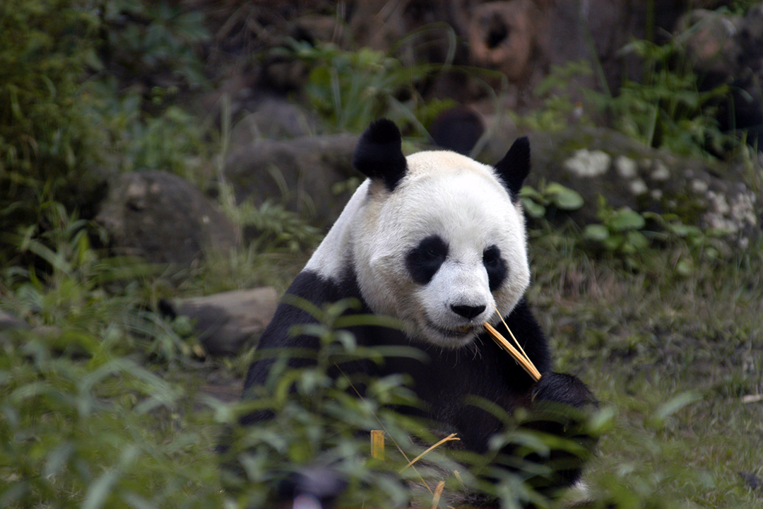 Taiwan, Taipei Zoo, Giant Panda