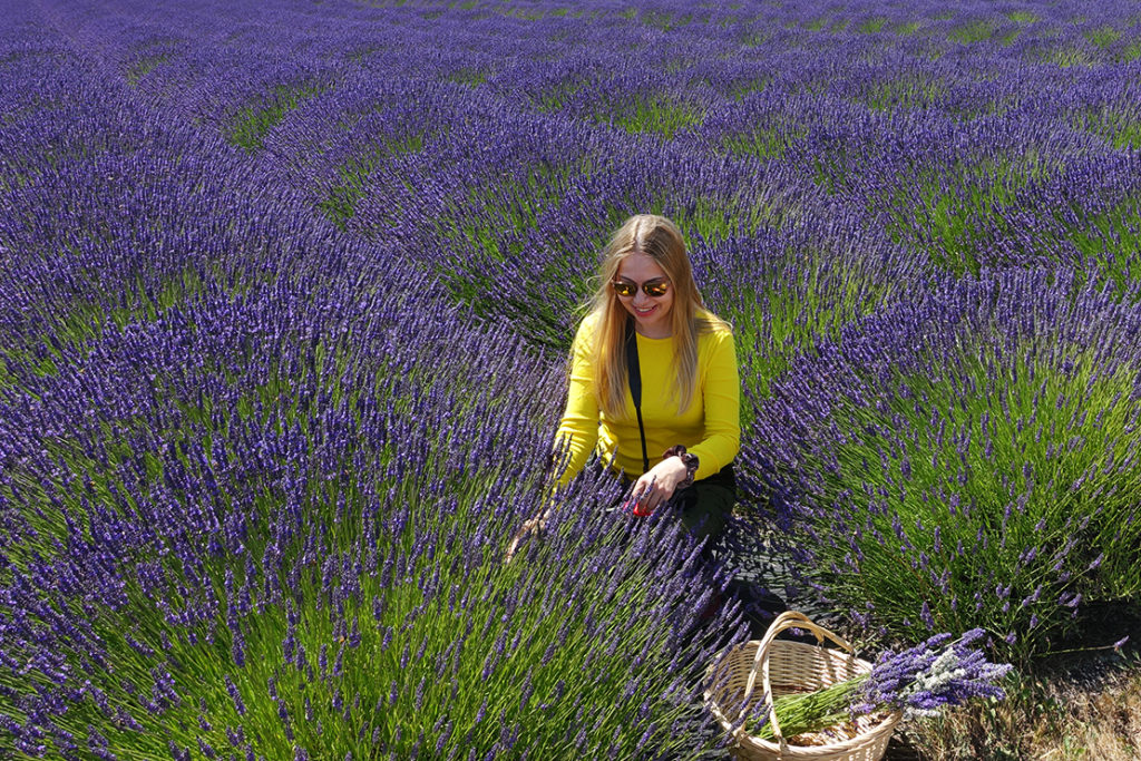 About Red Karawana, Lavender Farm