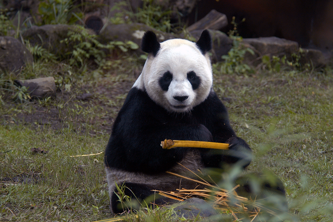 Taiwan, Taipei Zoo, Giant Panda