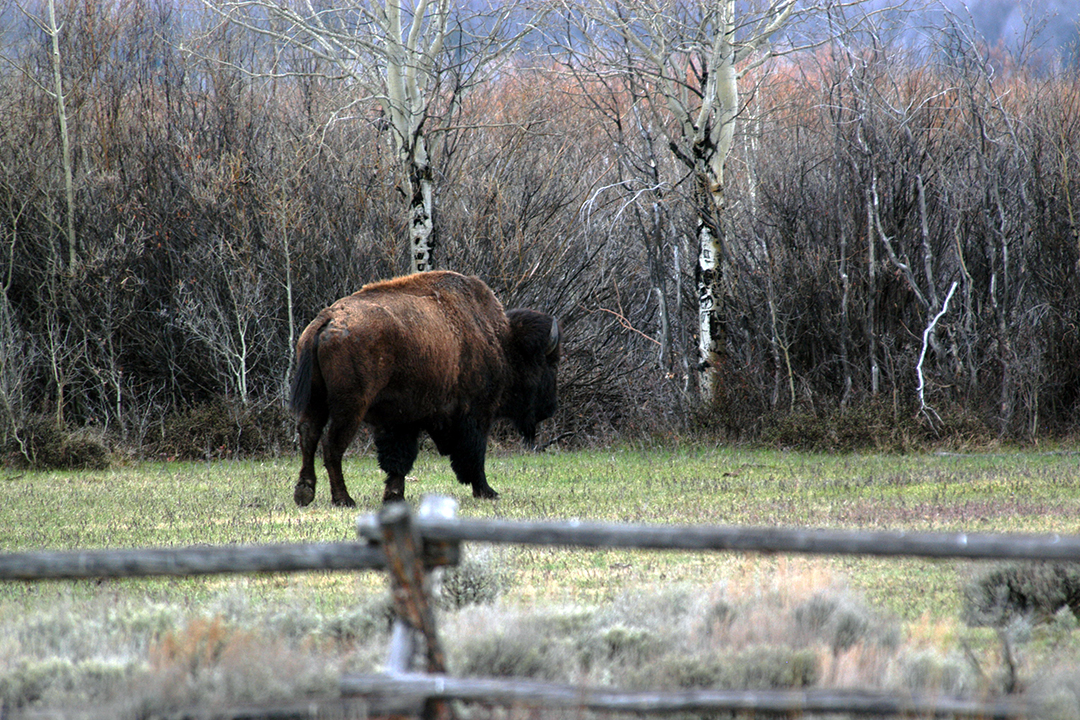 美国，大提顿国家公园, 野牛