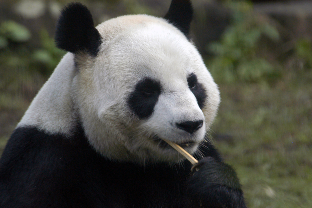 Taiwan, Taipei Zoo, Giant Panda