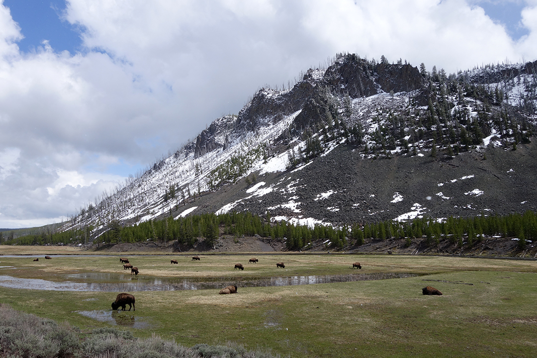 美国，黄石国家公园, 野牛