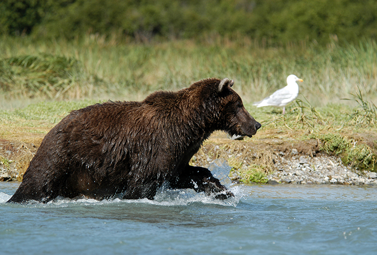 USA, Alaska, Niedźwiedzie Brązowe