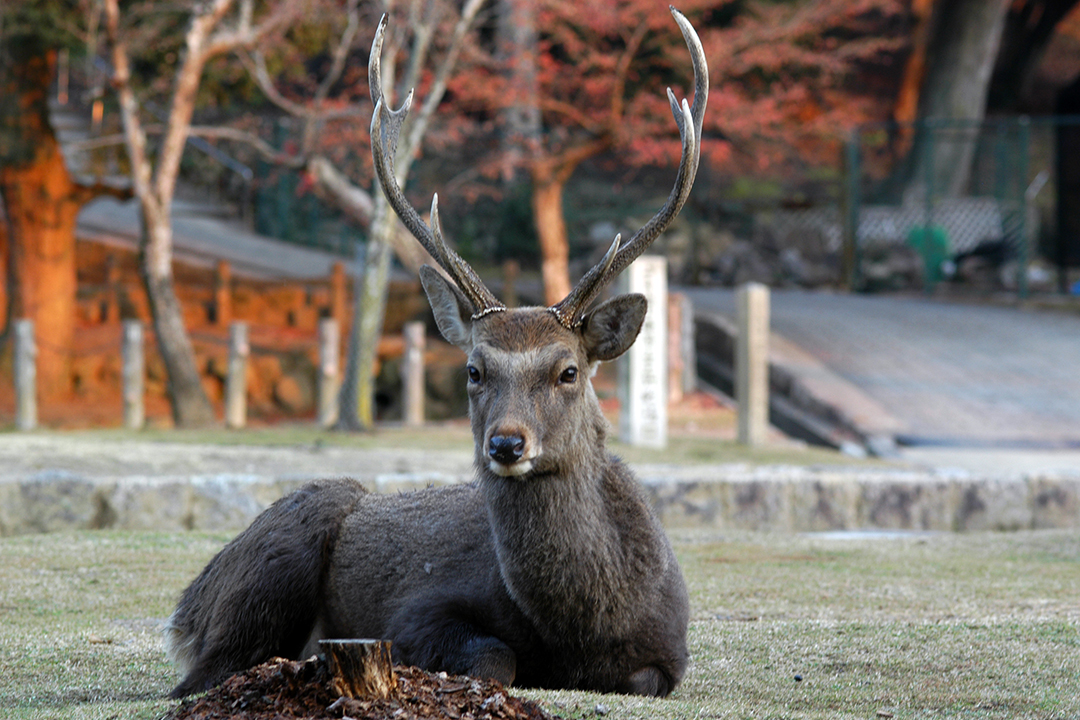 Japonia, Jelenie w Parku Nara