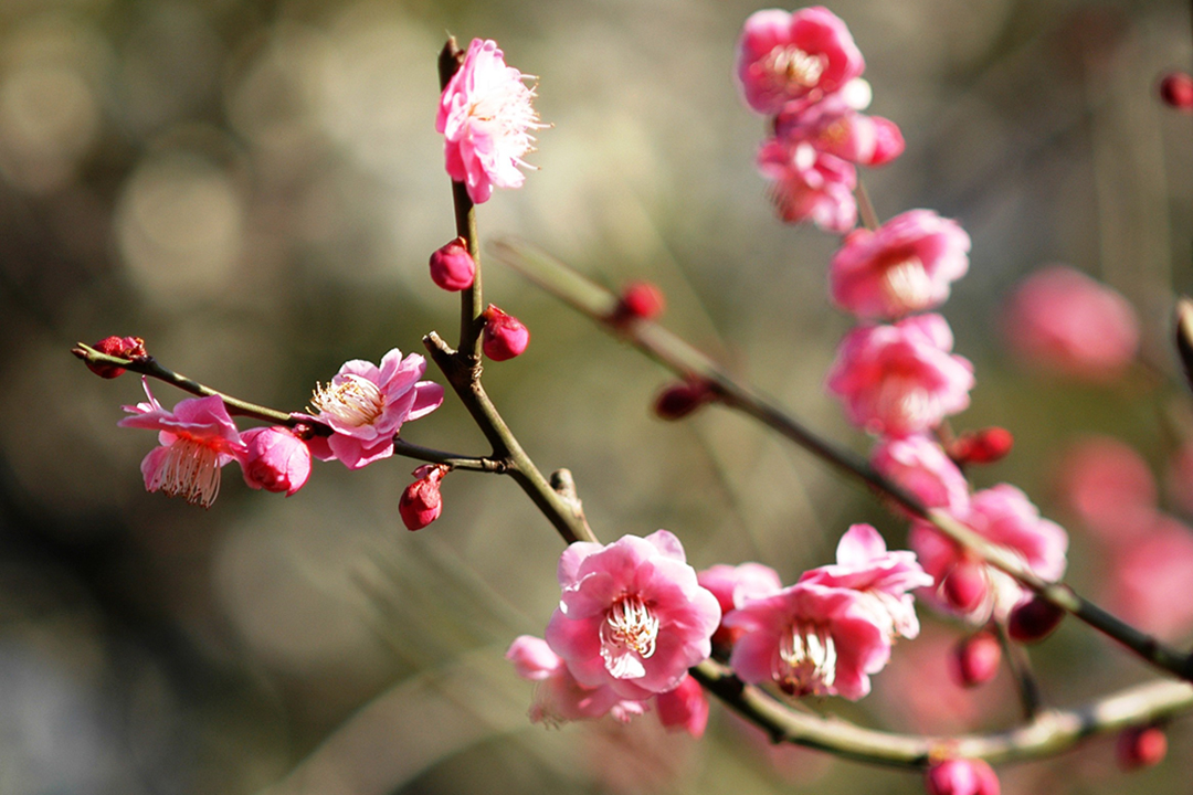 Japonia, Tokio, Kwiat Wiśni