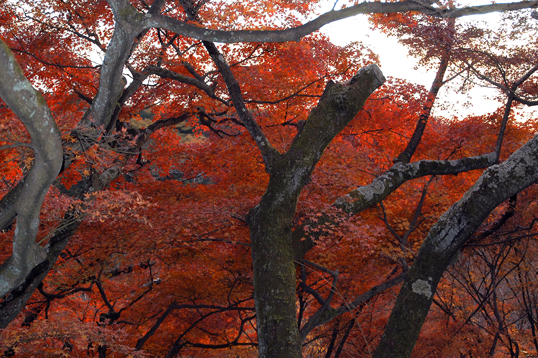Japonia, Kioto, Jesienne Liście