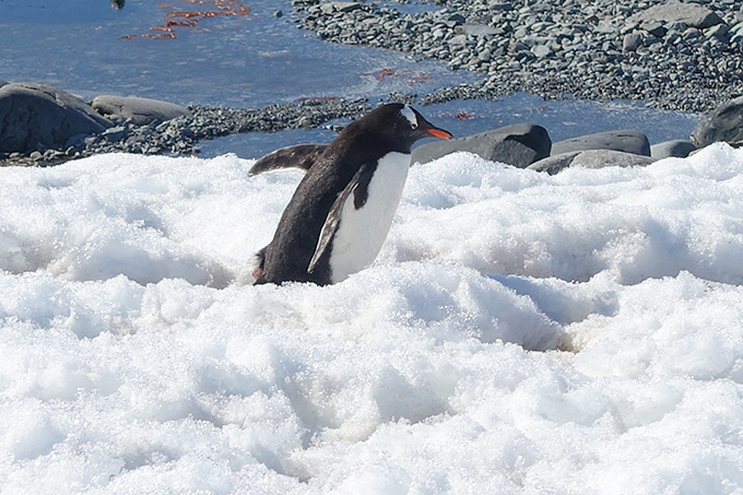 Antarctica, Penguin