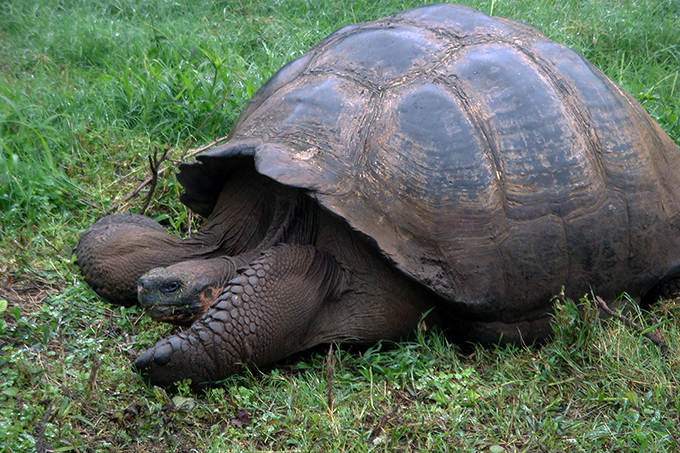 Galapagos, Santa Cruz Island, Giant Tortoise