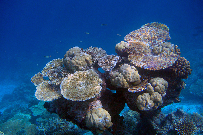 Maldives, Coral Reefs