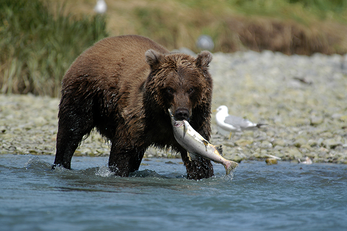 USA, Alaska, Brown Bear