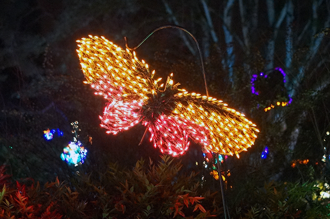 USA, Bellevue Botanical Garden, Lights Display
