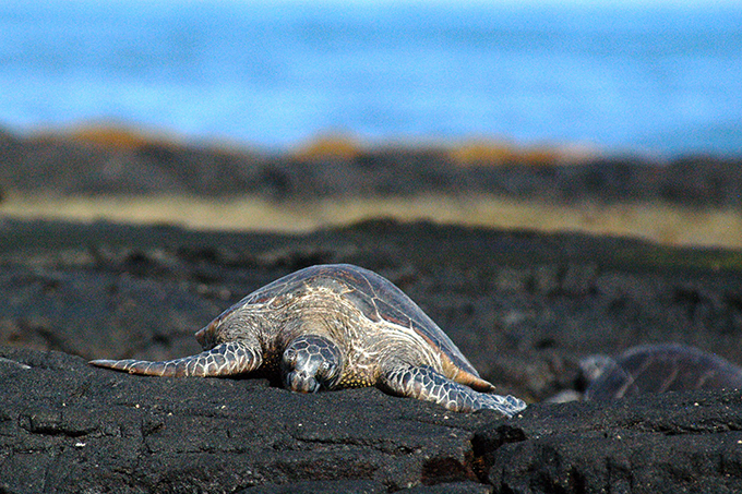 USA, Hawai'i Island, Kohala Coast, Hawaiian Green Sea Turtle (Honu)