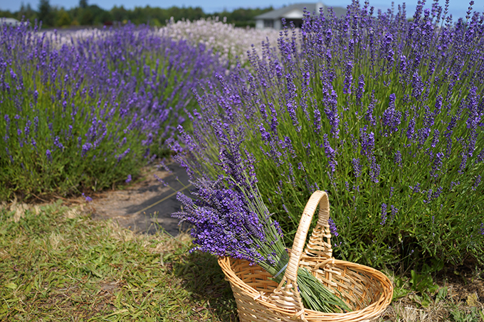 USA, Sequim Lavender Festival