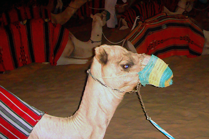 UAE, Dubai Desert, Camel