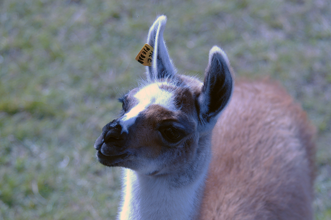 Peru, Machu Picchu, Llama