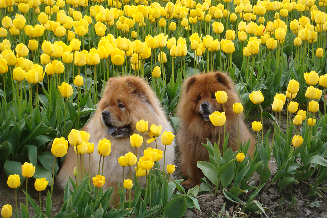 USA, Skagit Valley Tulip Festival, Dogs in Tulips Fields