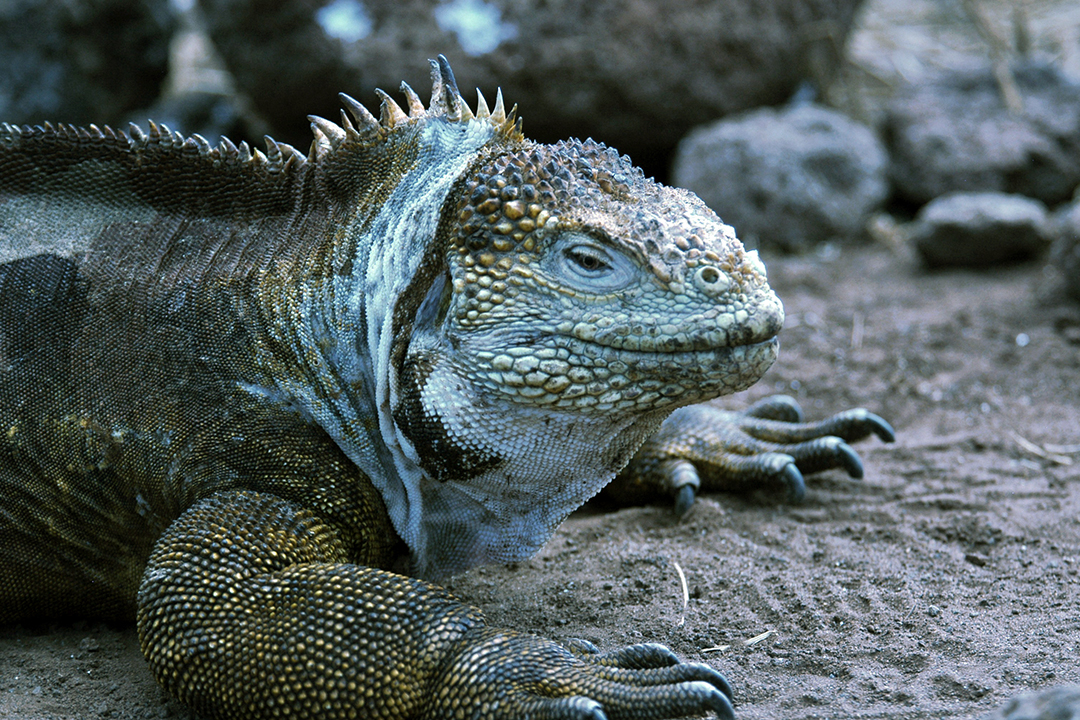 加拉帕戈斯群岛, 北西摩岛, 陆地鬣蜥