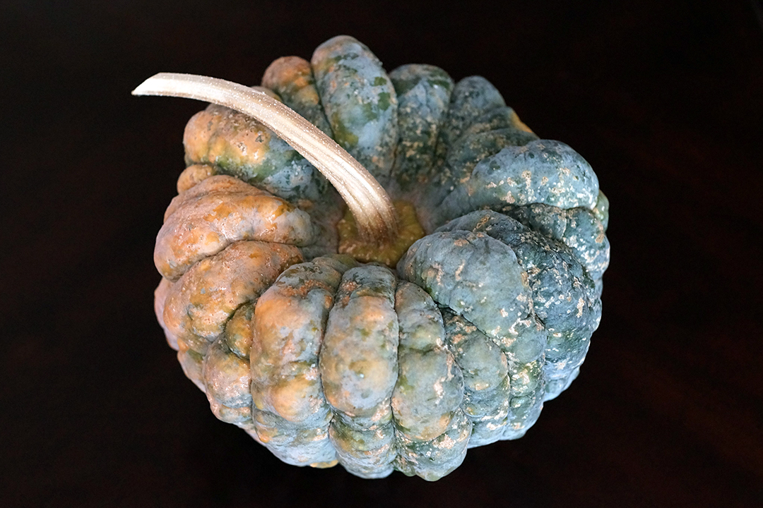 Futsu Black Pumpkin