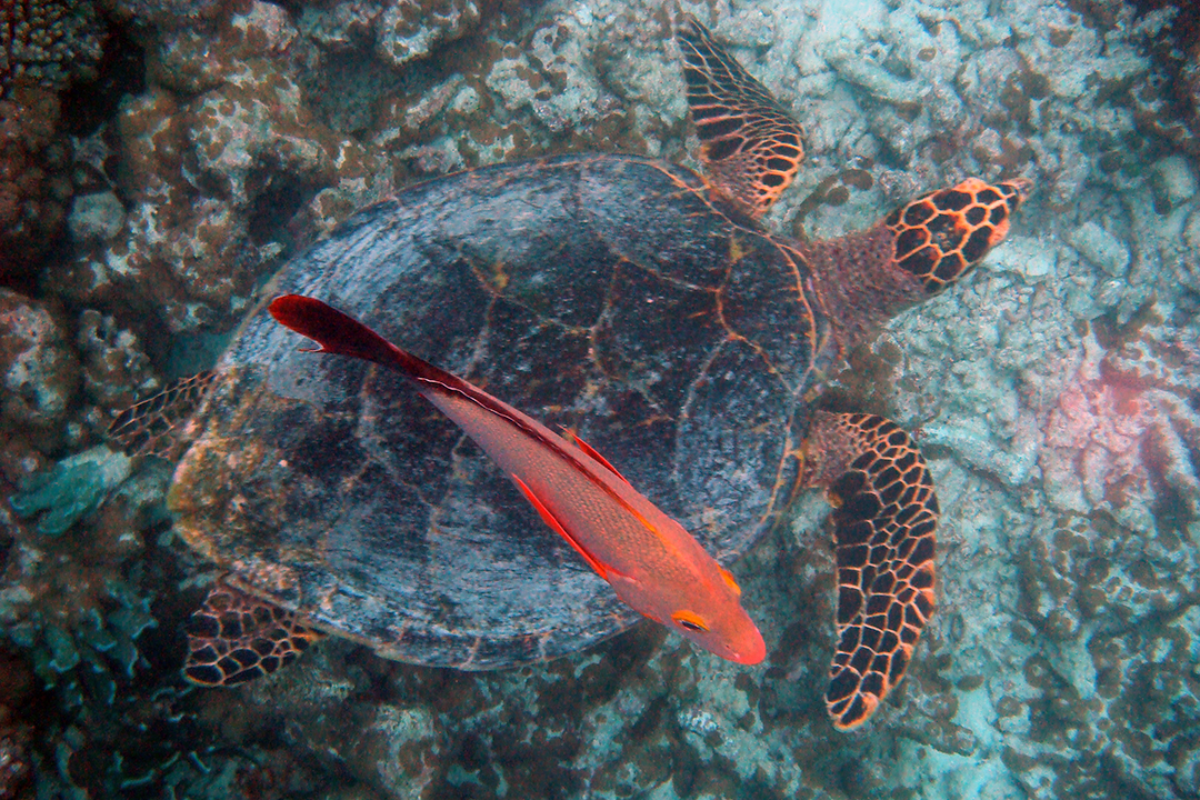 马尔代夫，珊瑚礁, 海龟