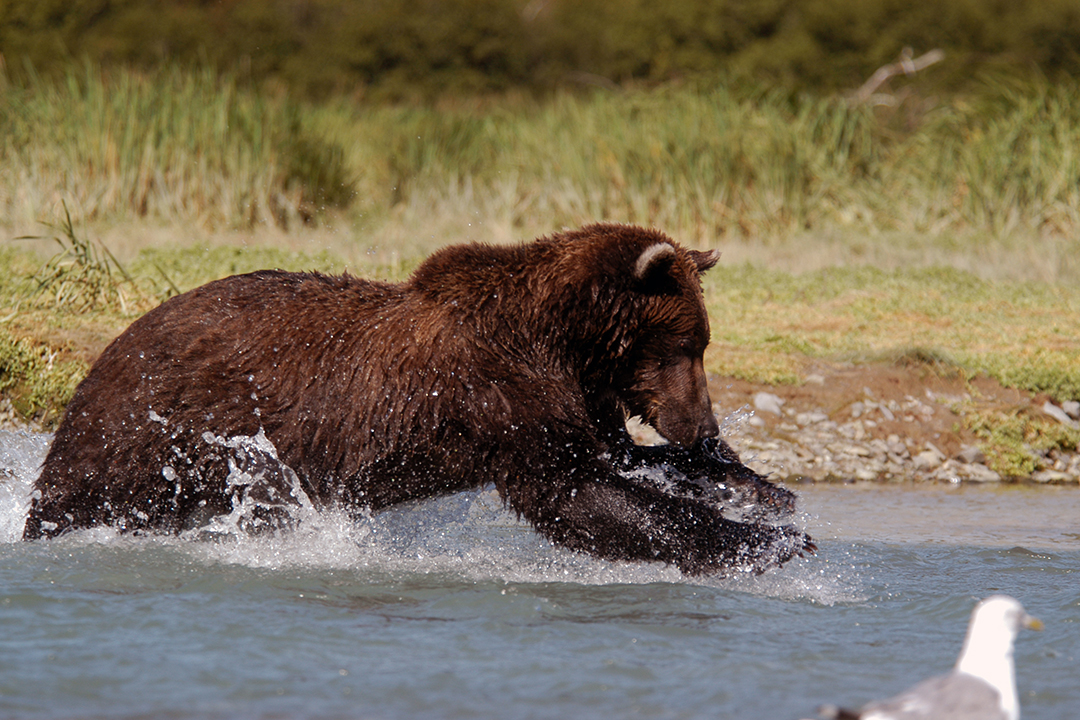 USA, Alaska, Brown Bear