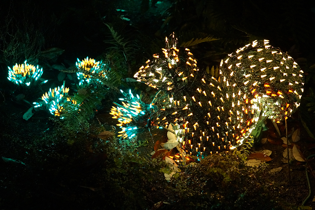 USA, Bellevue Botanical Garden, Lights Display