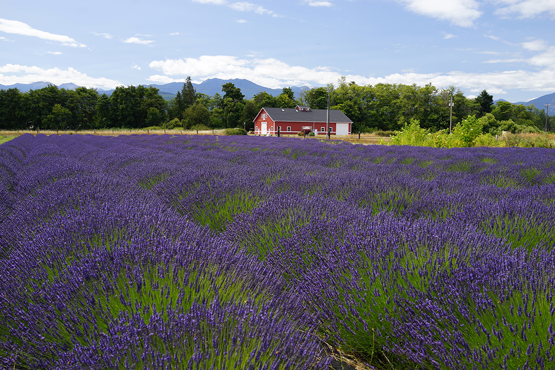 USA, Sequim Lavender Festival, B&B Family Lavender Farm