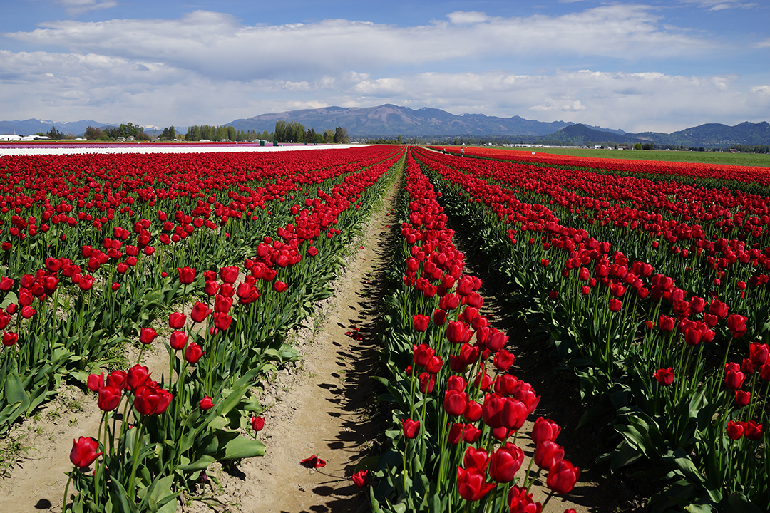 USA, Skagit Valley Tulip Festival, Tulip Fields