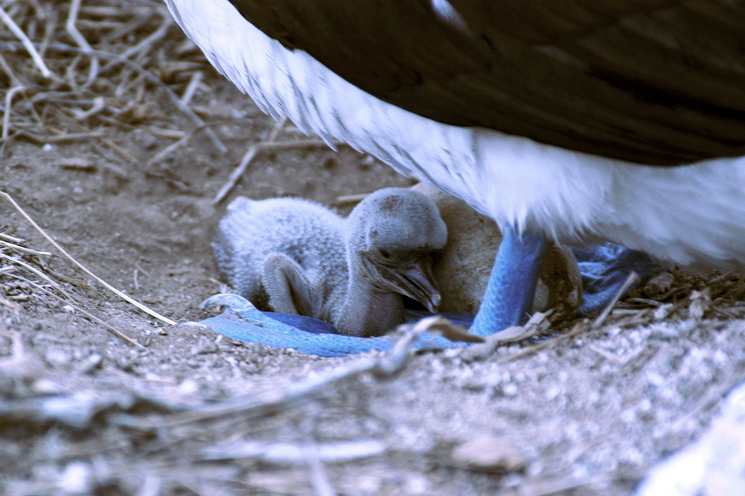 加拉帕戈斯群岛, Espanola岛, 蓝脚鲣鸟