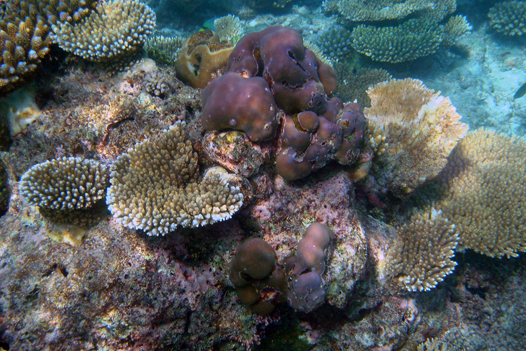 马尔代夫，珊瑚礁