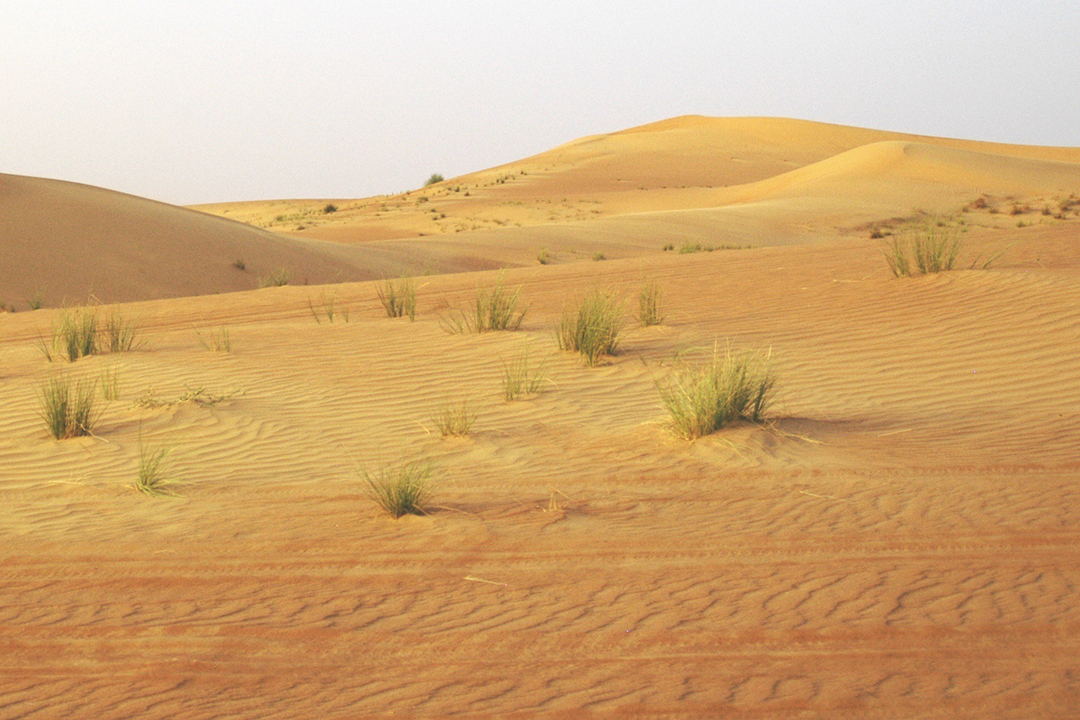 Émirats, Désert de Dubaï