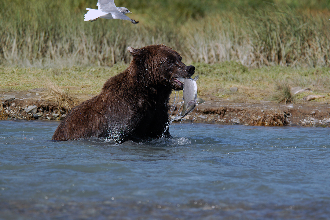 USA, Alaska, Brown Bear