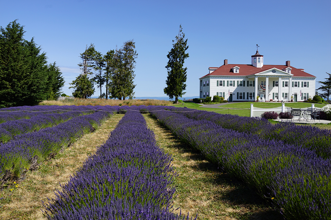 USA, Sequim Lavender Festival, George Washington Inn