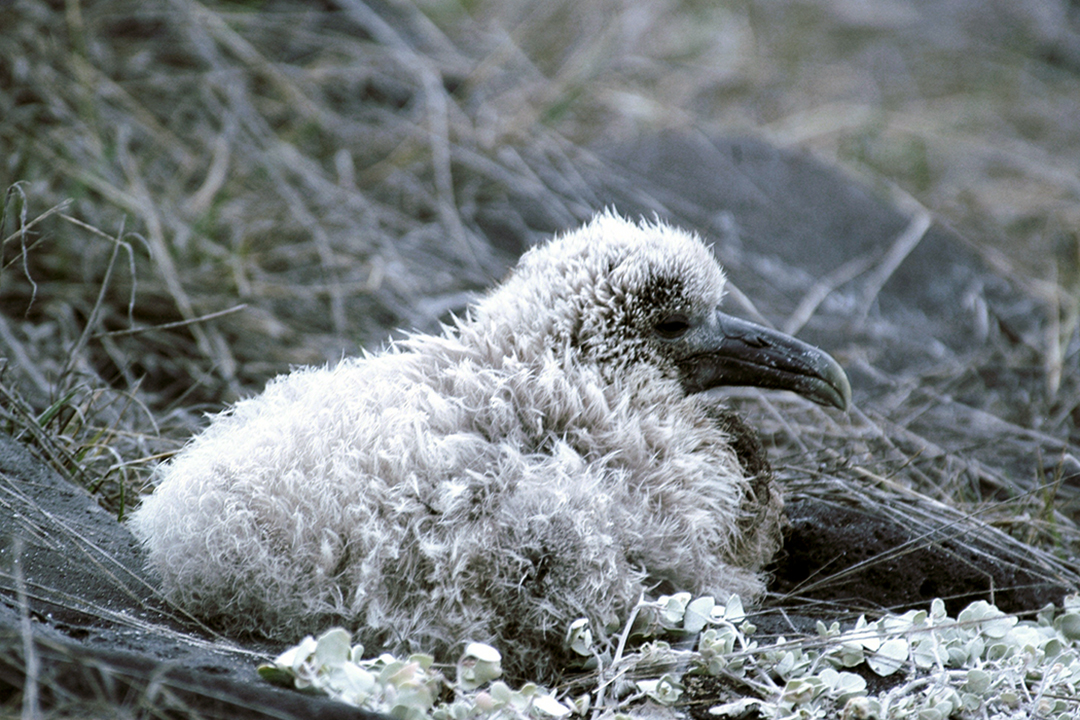加拉帕戈斯群岛, Espanola岛, 信天翁小鸡