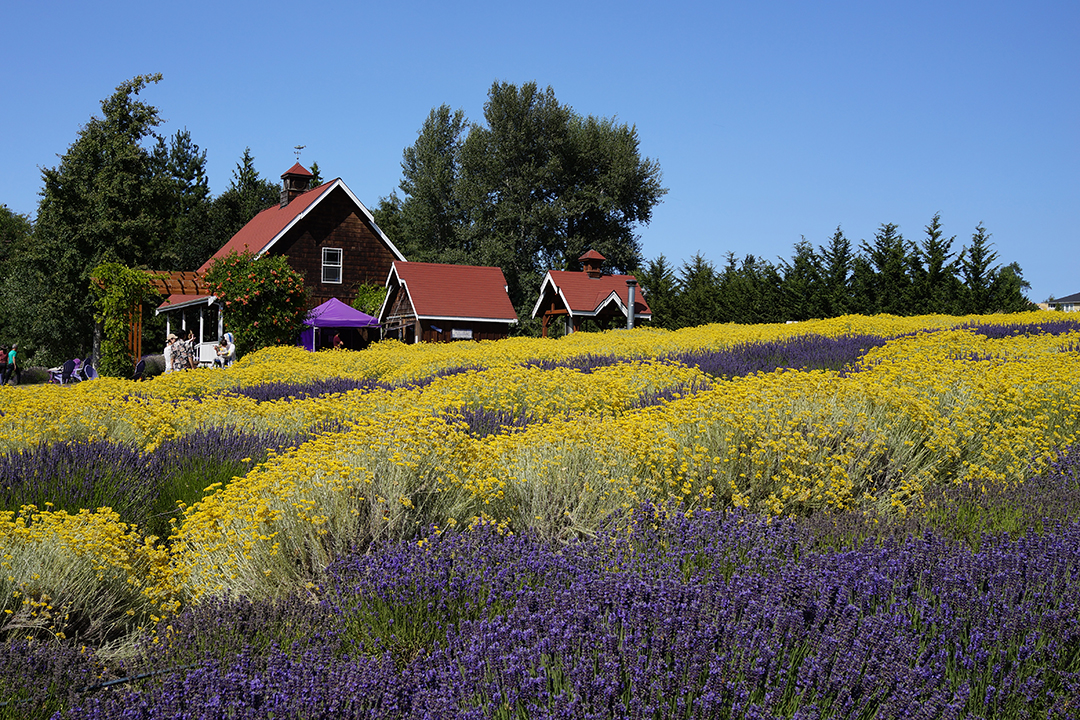 USA, Sequim Lavender Festival, Purple Haze Lavender Farm