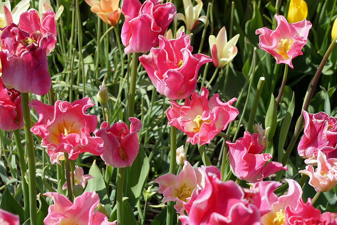USA, Skagit Valley Tulip Festival, Pink Tulips