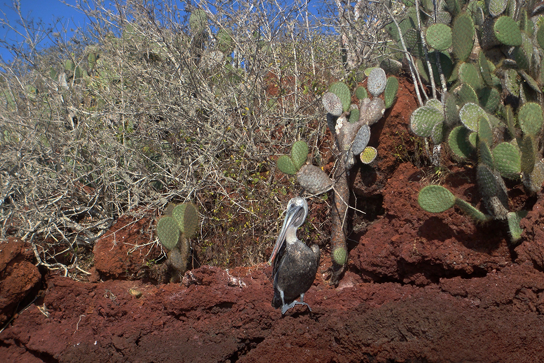 加拉帕戈斯群岛, Rabida 岛, 棕色鹈鹕