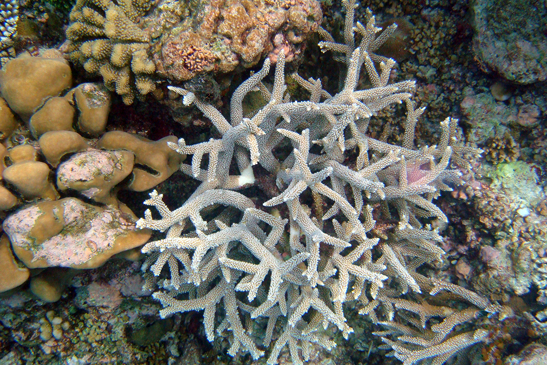 马尔代夫，珊瑚礁