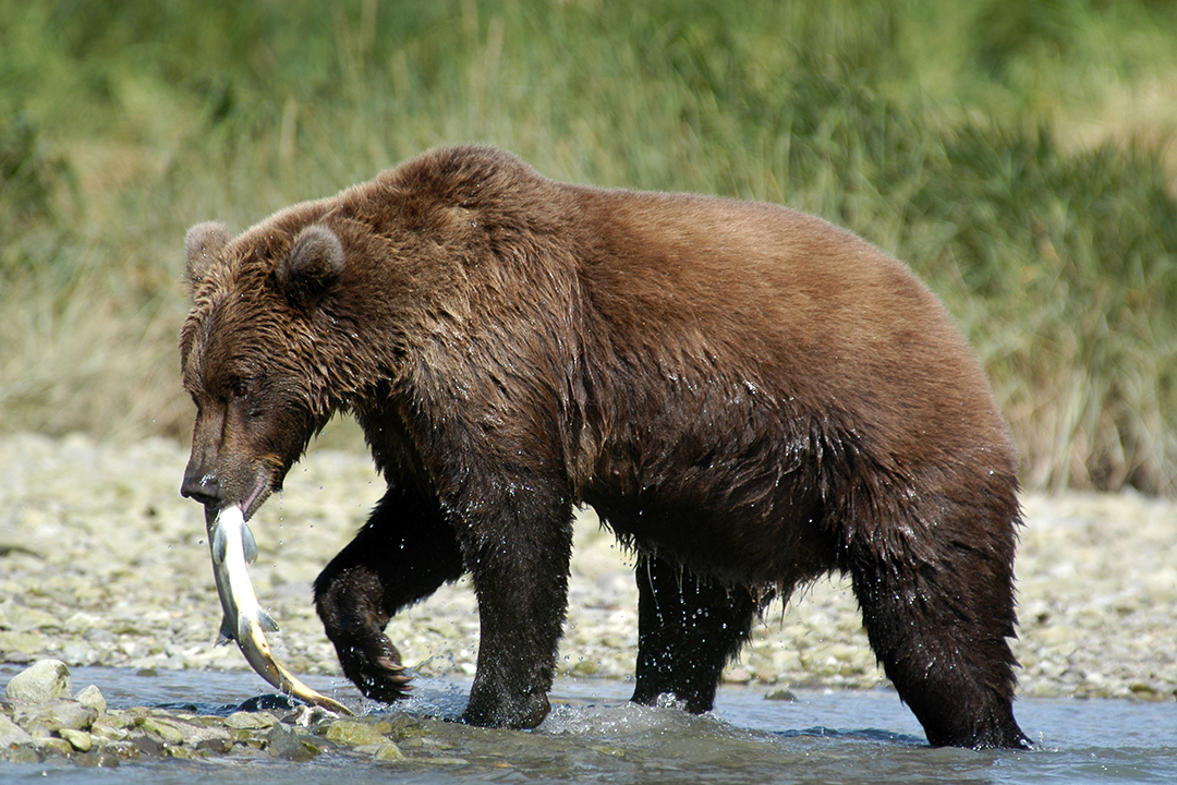 USA, Alaska, Brown Bear