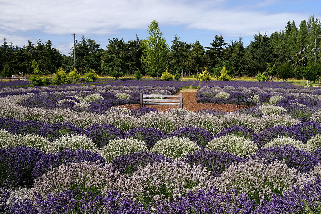 USA, Sequim Lavender Festival