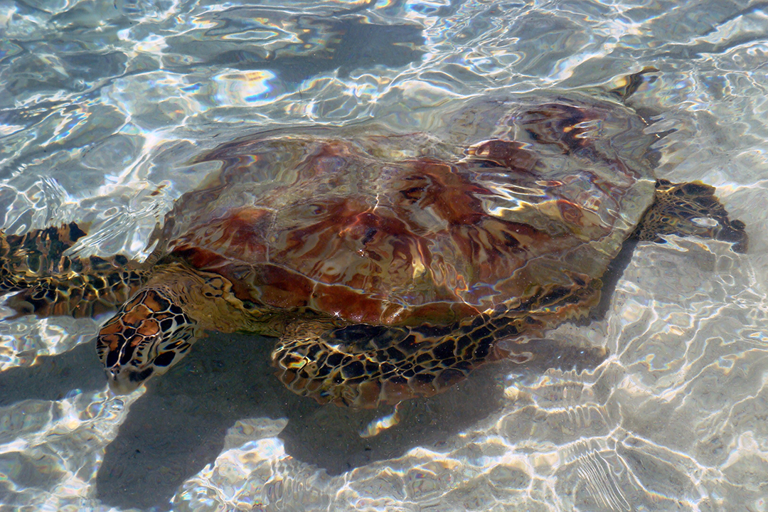 French Polynesia, Bora Bora, Turtle