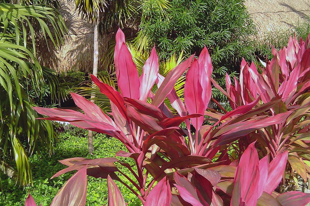 Mexico, Riviera Maya, Nature