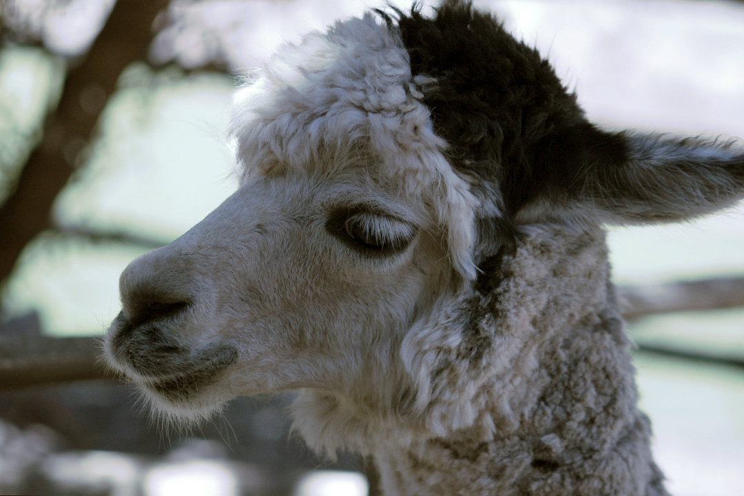 Peru, Sacred Valleu, Llama and Alpaca Farm