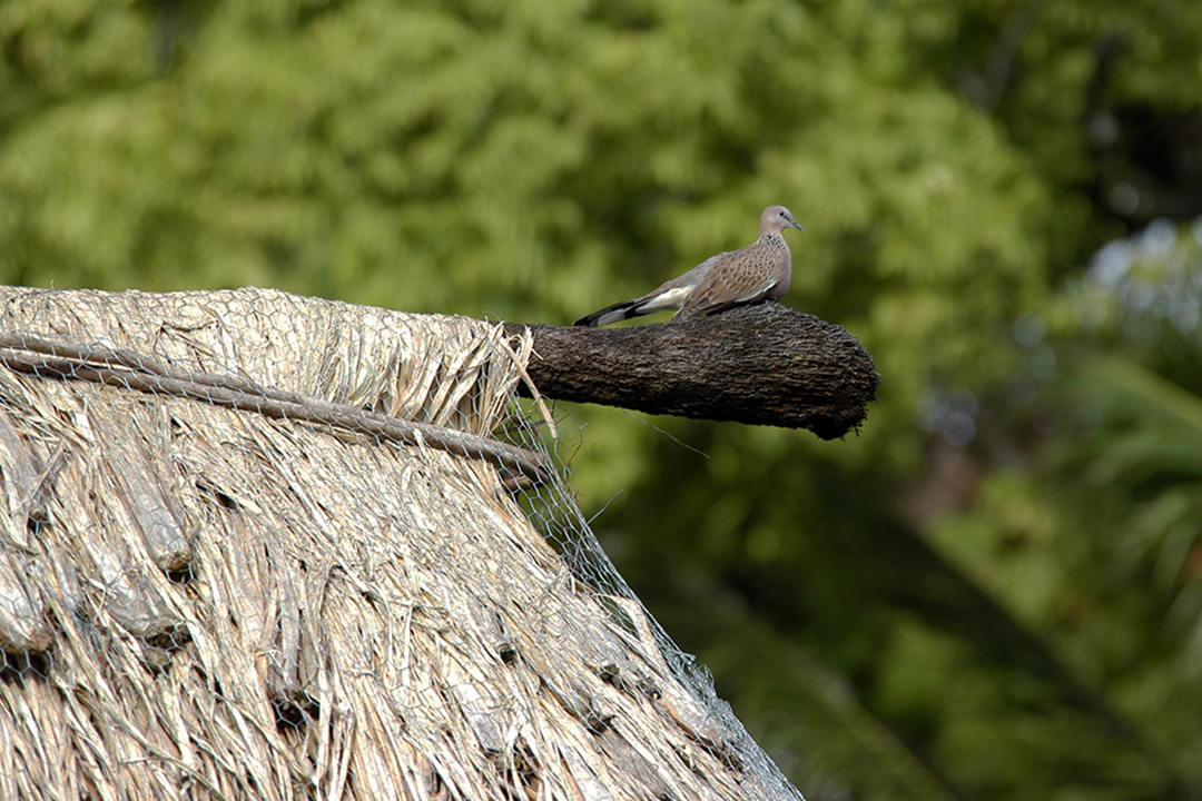 Fidji, Île de Qamea, Oiseau