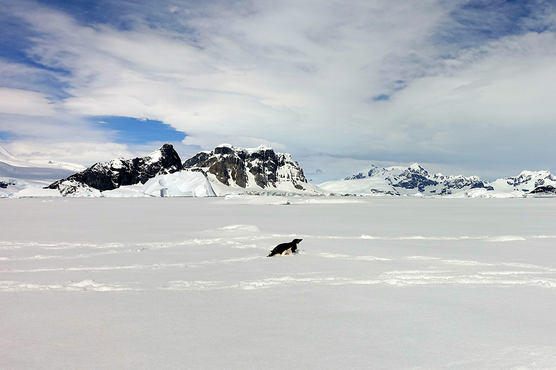 Antarctica, Walking on Ice with Adélie Penguins