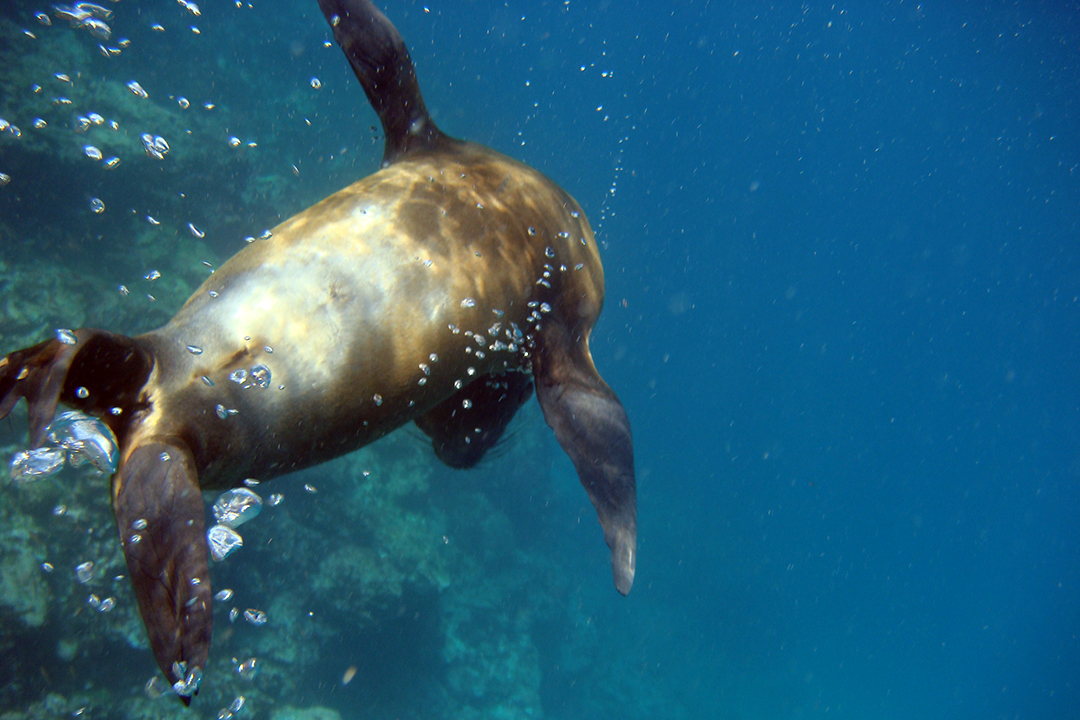 Ecuador, Galapagos, Floreana Island, Sea Lion
